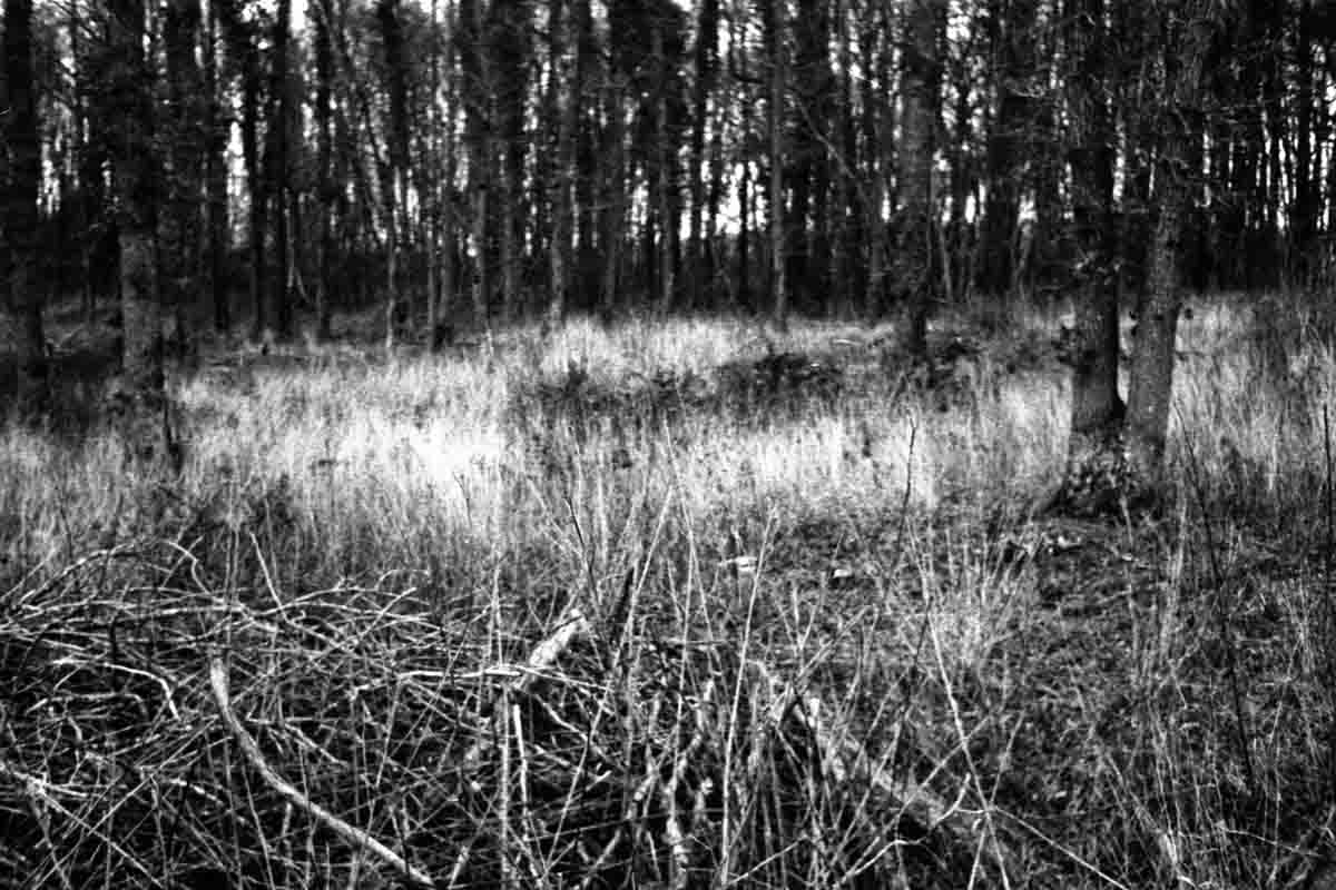 The edge of a forest, tall grass bleached by the light.