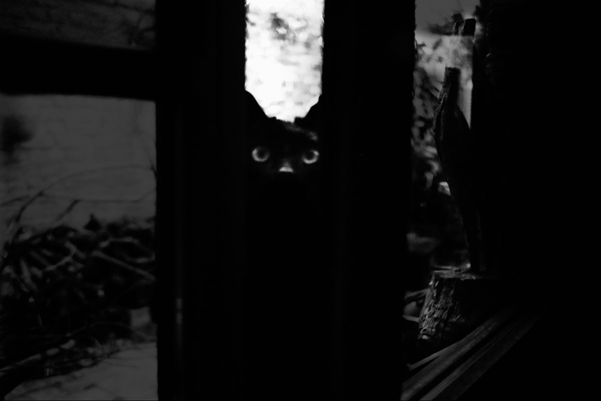 A cat's eyes shine in a slit of darkness.