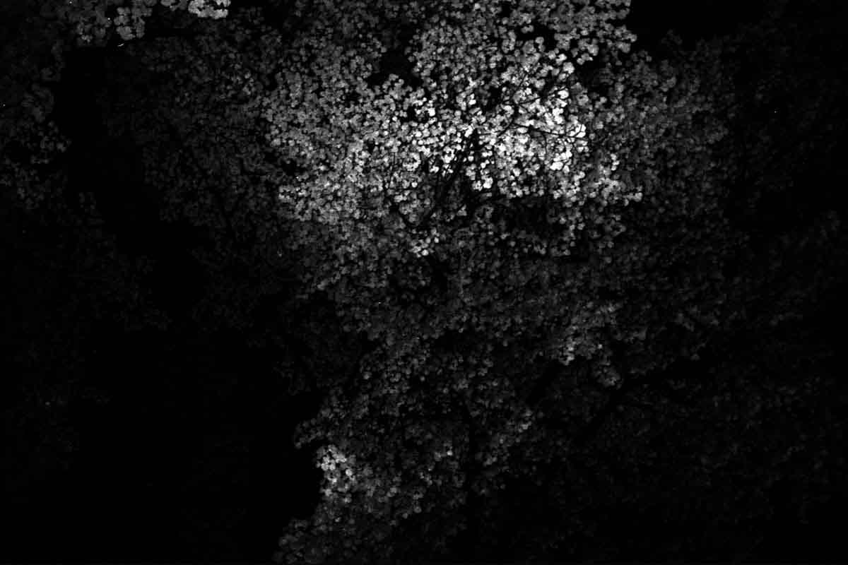 Foliage lit in the middle of the dark.